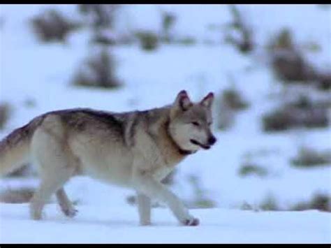 Documentaire La Revanche des Loups. National Geographic.